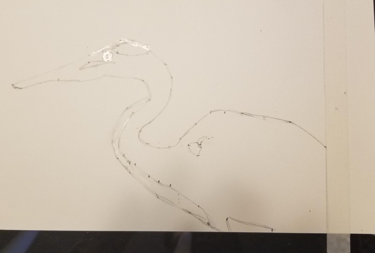 Great Blue Heron of Illinois - student project
