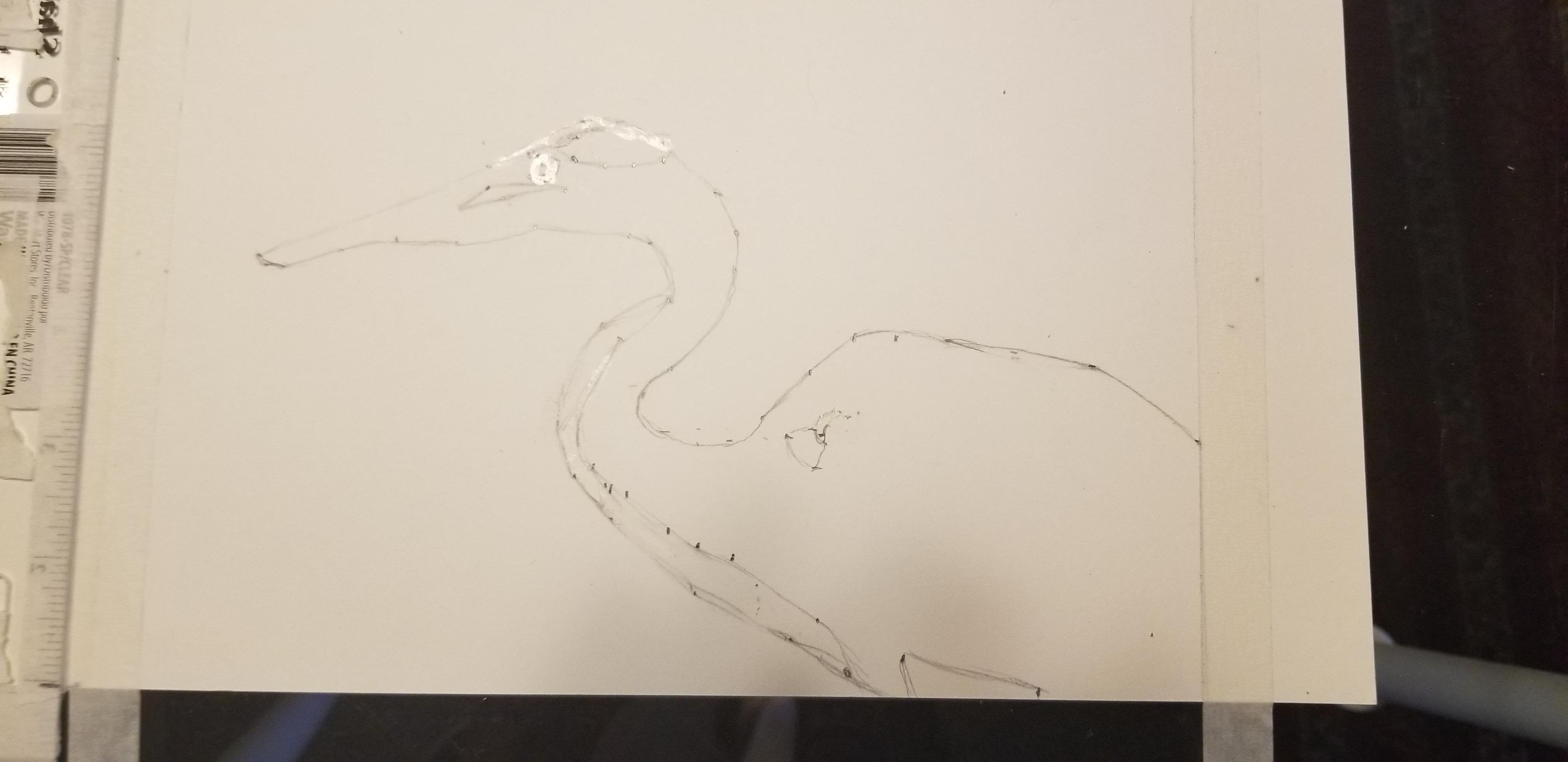 Great Blue Heron of Illinois - student project