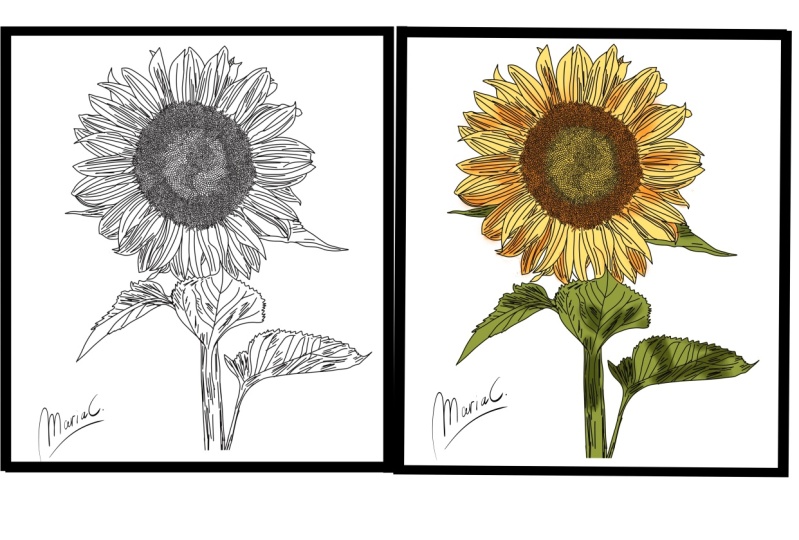 A sunflower