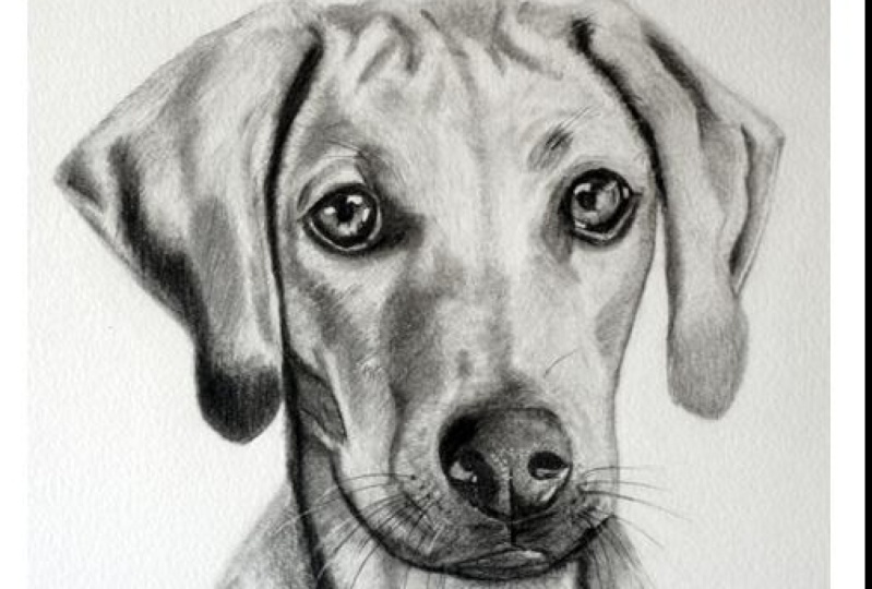 Dog no. 3