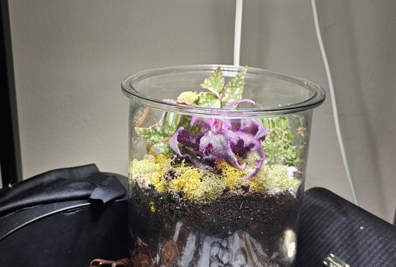 Open terrarium