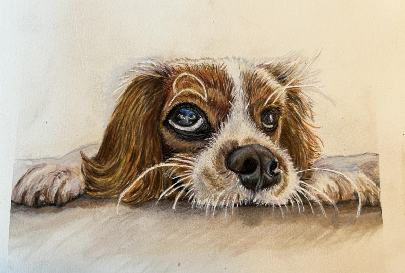 King Charles Spaniel