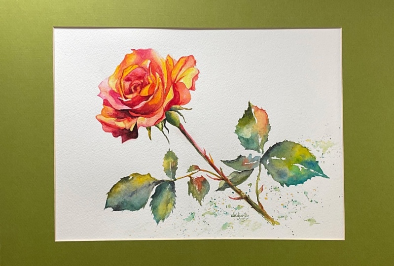 The "Judy Garland" Rose