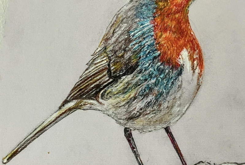 How to draw a Robin by Sue Zeller