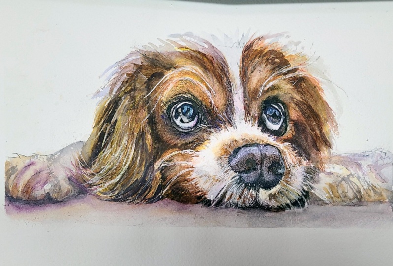 Spaniel