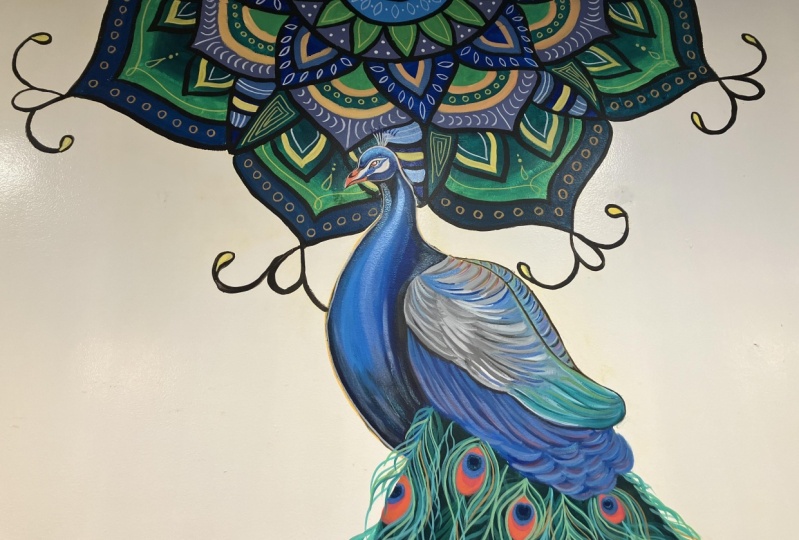 Indian peacock