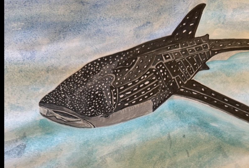 Whale Shark