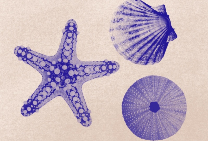 Shells photo stamps