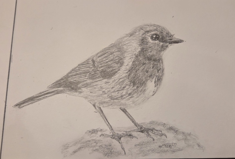 Robin