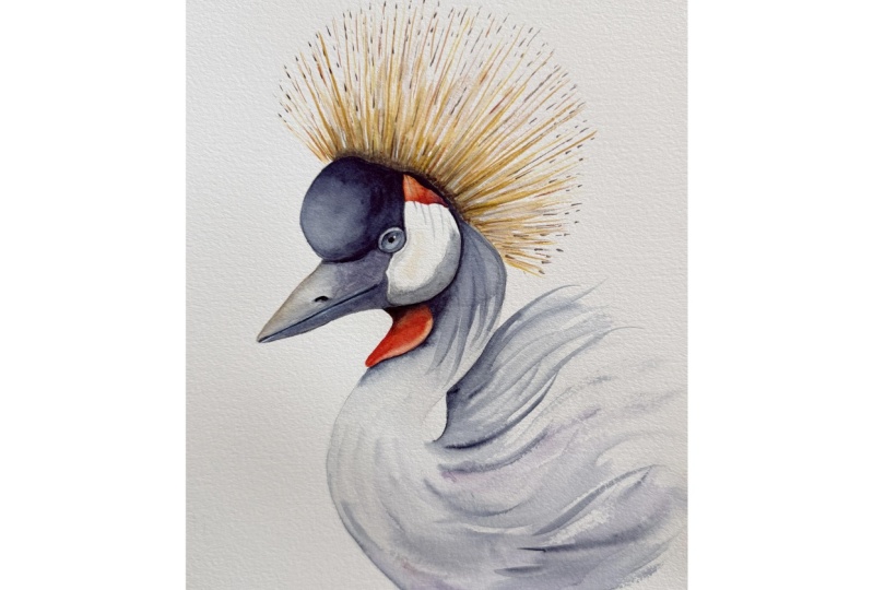 Crowned Crane