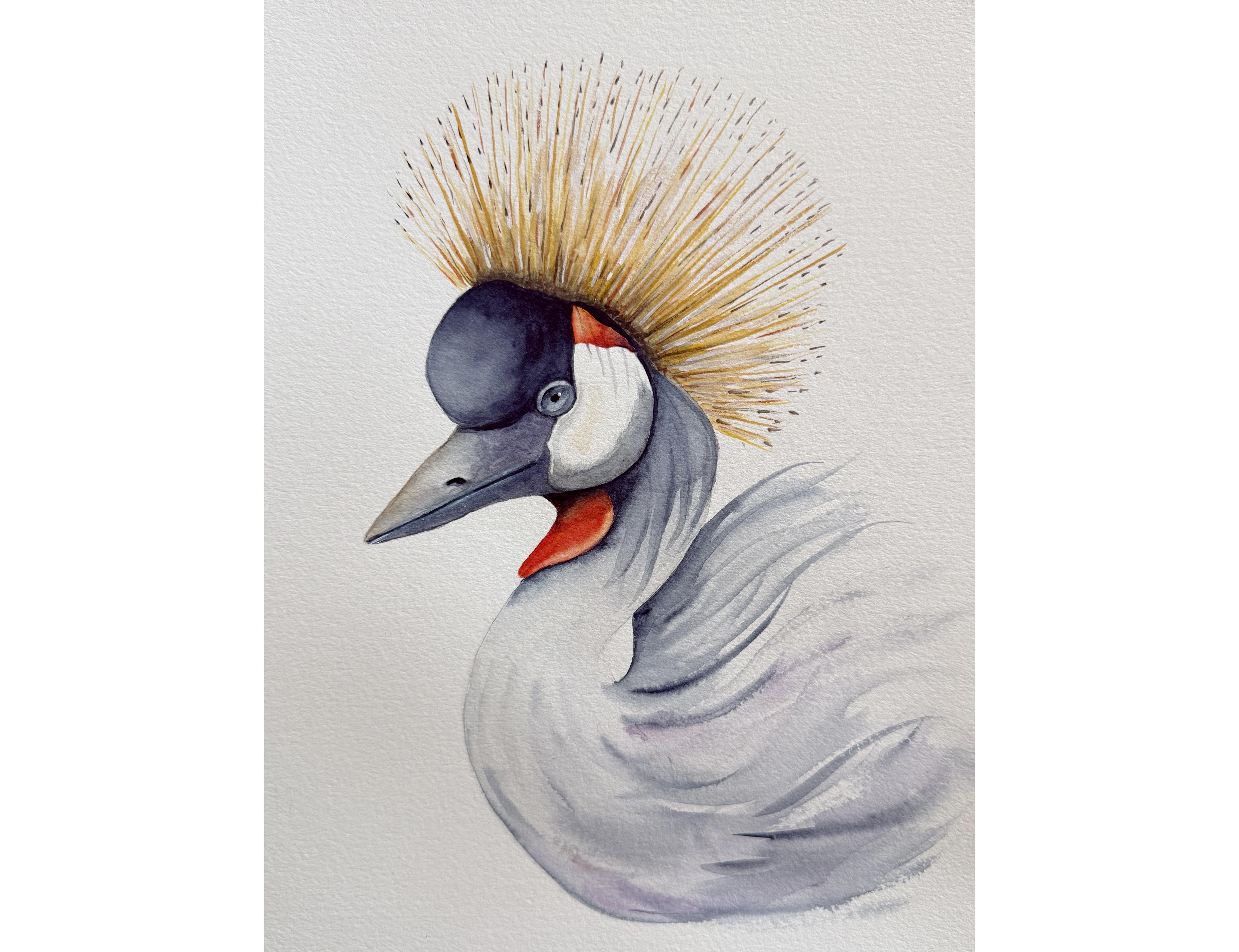 Crowned Crane - student project