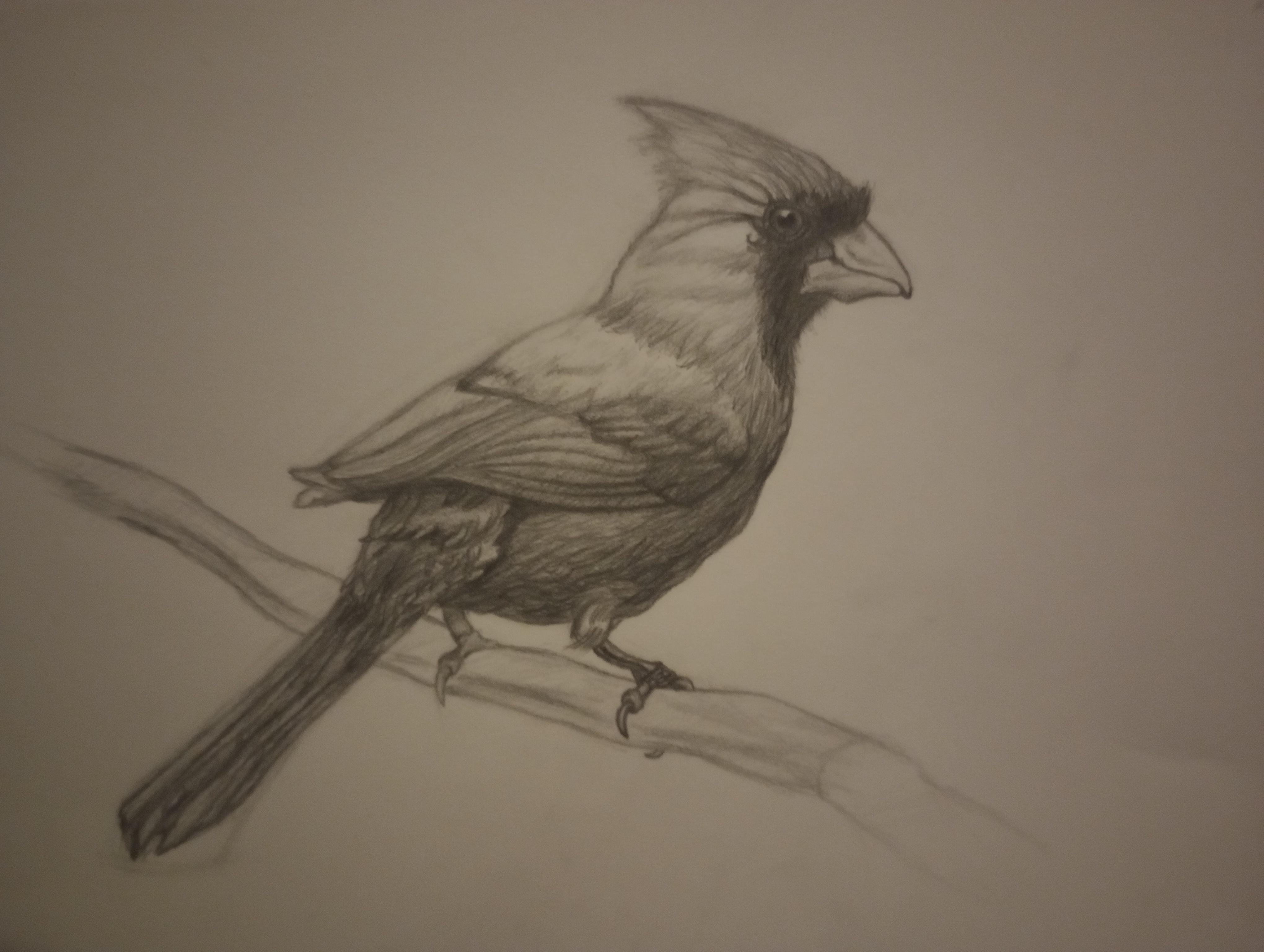 Cardinal & Botanical