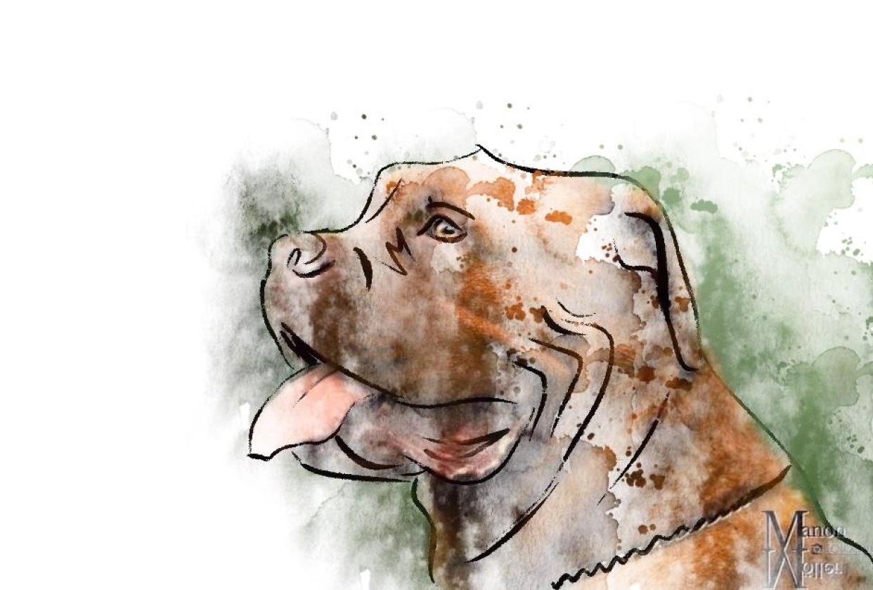 Pup - student project
