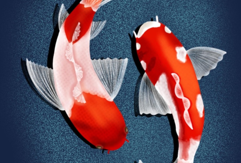 Koi fish