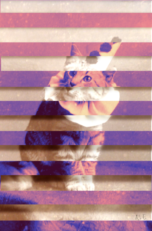 Cat - student project