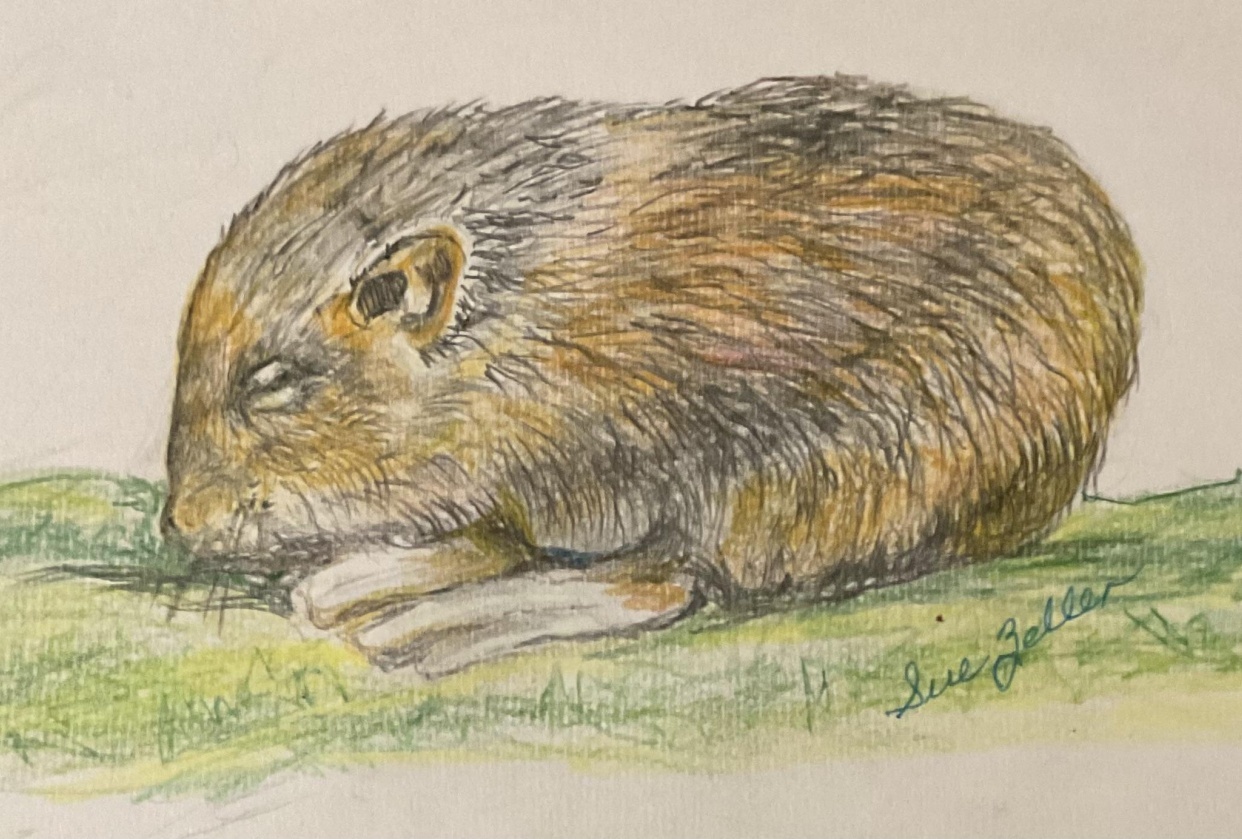 Draw Realistic Fur with Colored Pencils by Sue Zeller - student project