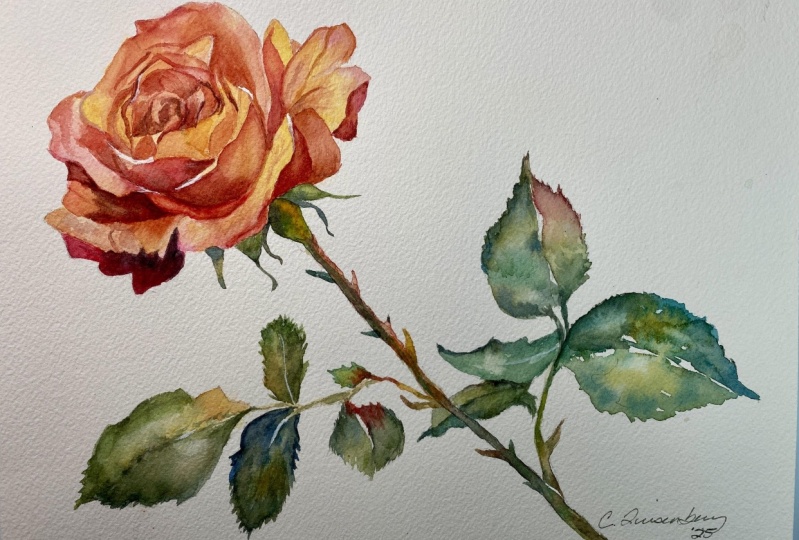 Peachy Rose