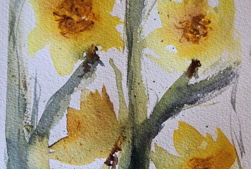 Loose watercolor daffodils