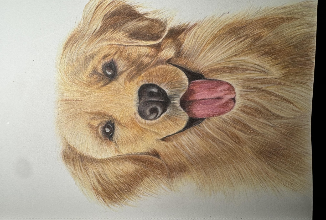 Golden Retriever - student project