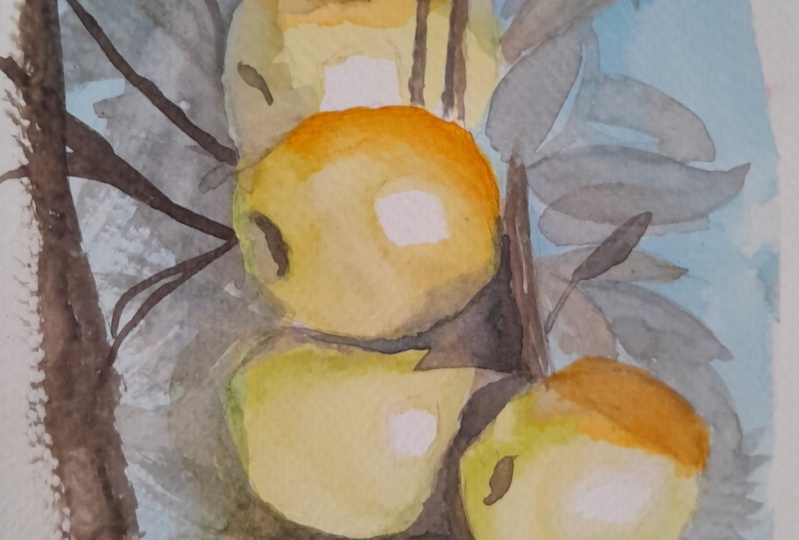 Manzanas ricas