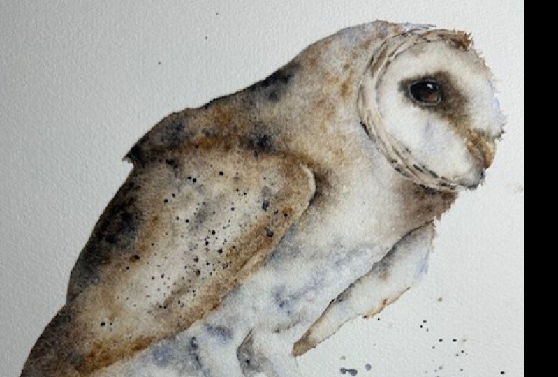 Perching Barn Owl