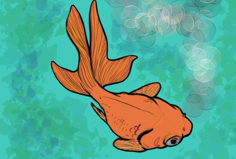 Goldfish