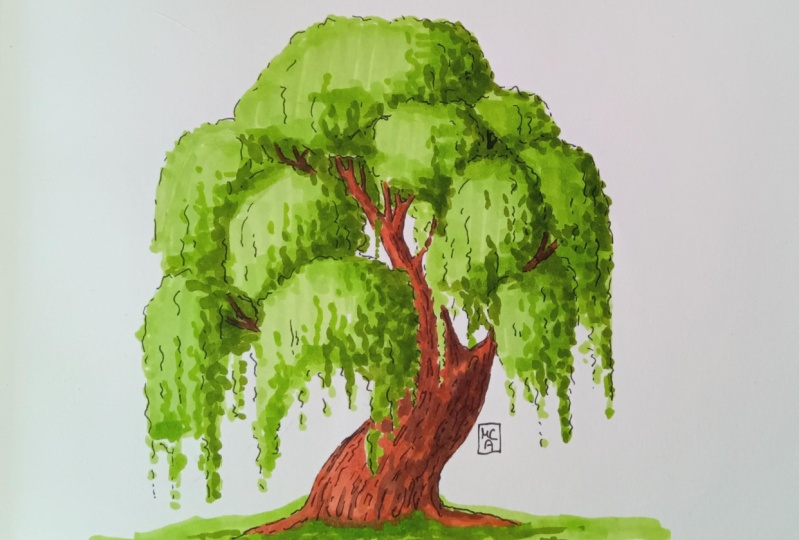 Willow tree