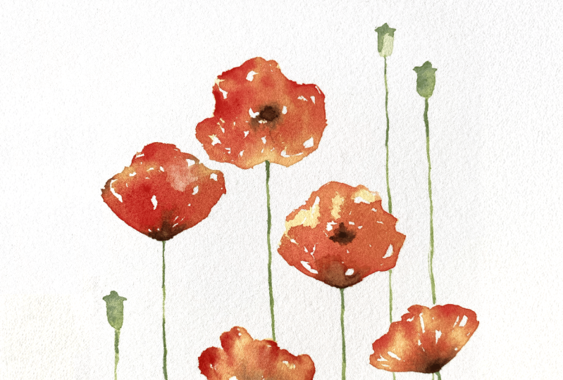 Poppy Flowers Watercolor