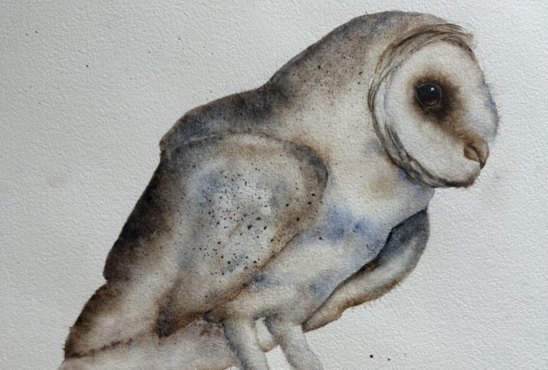 Perching Barn Owl