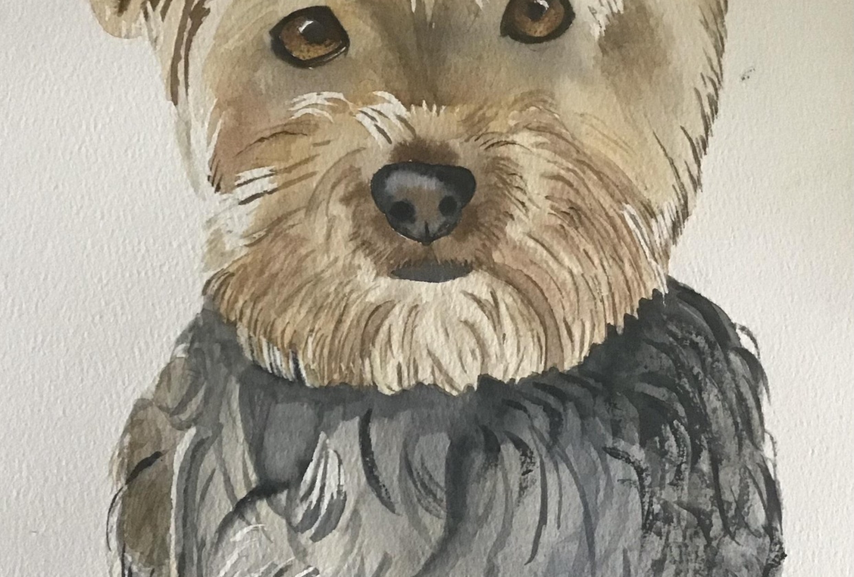 Yorkie dog - student project