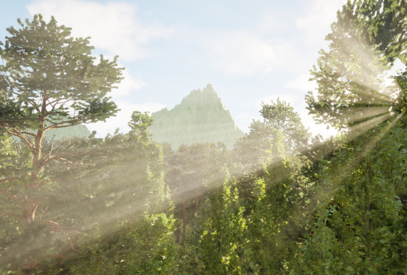 Forest Enviroment