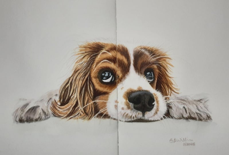 Cavalier King Charles spaniel in watercolour and coloured pencil.