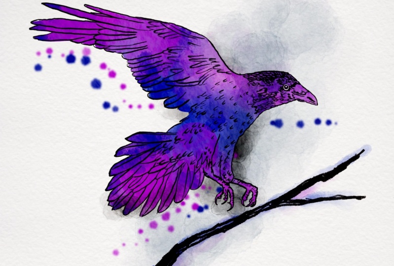 A raven