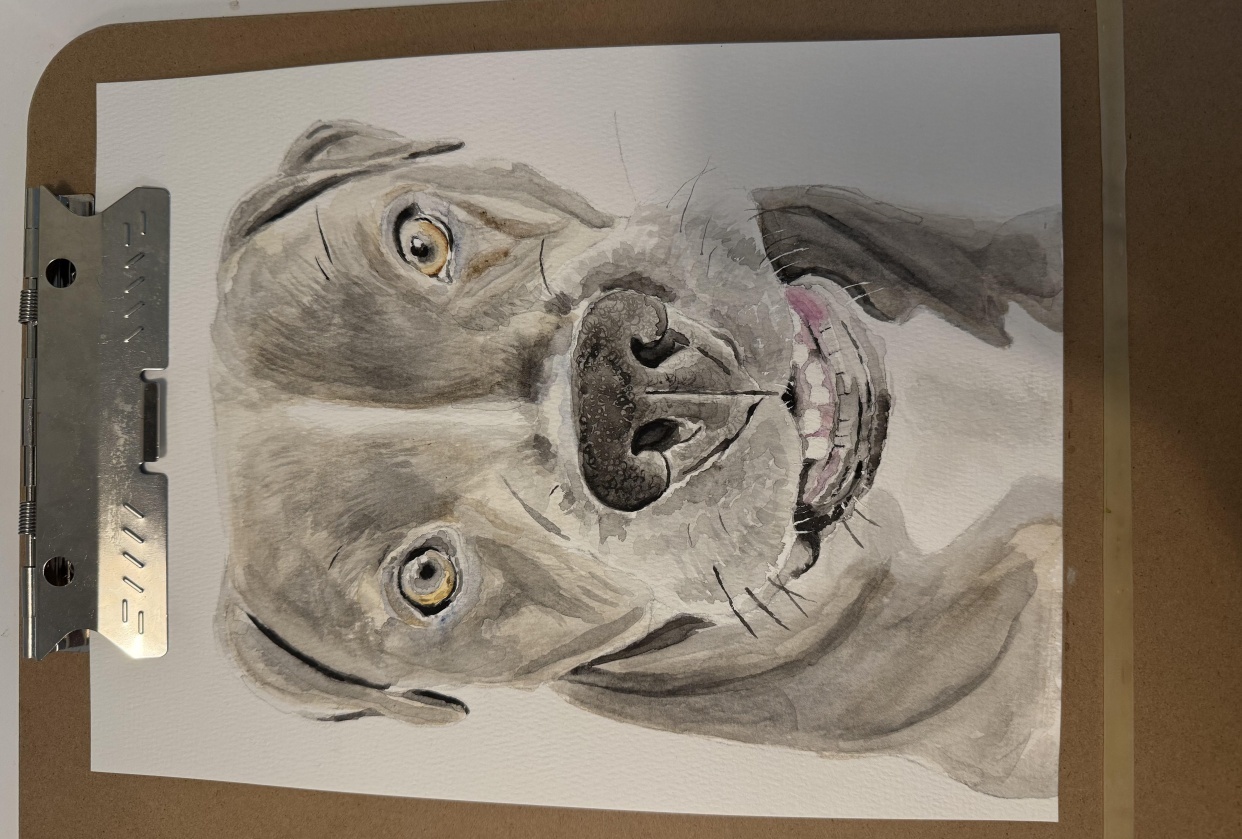 Nala the American Pit Bull Terrier - student project