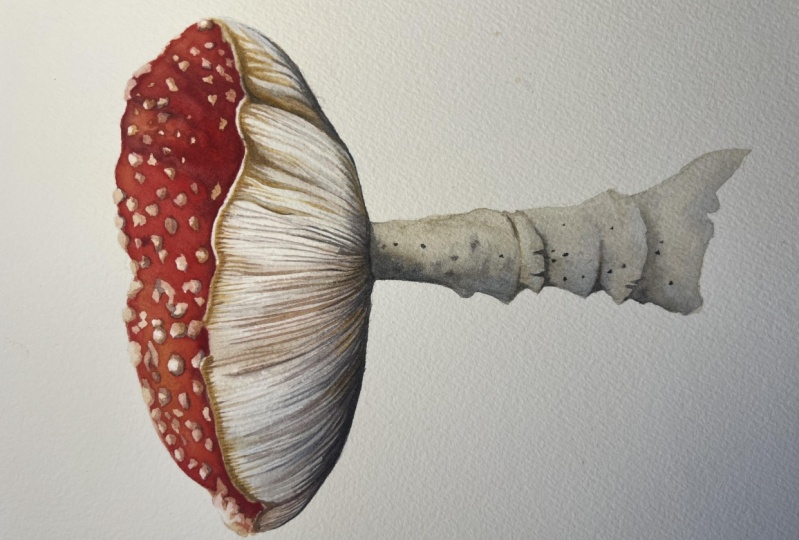 Fly Agaric Mushroom