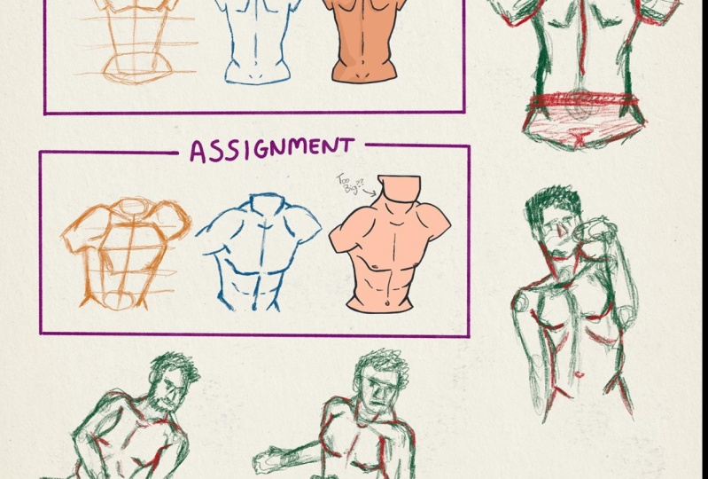 Assignment: Draw Male Torso
