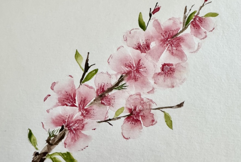 Cherry Blossom