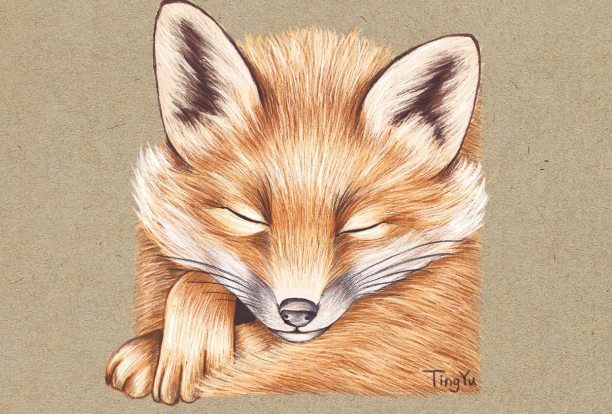 Fox - student project