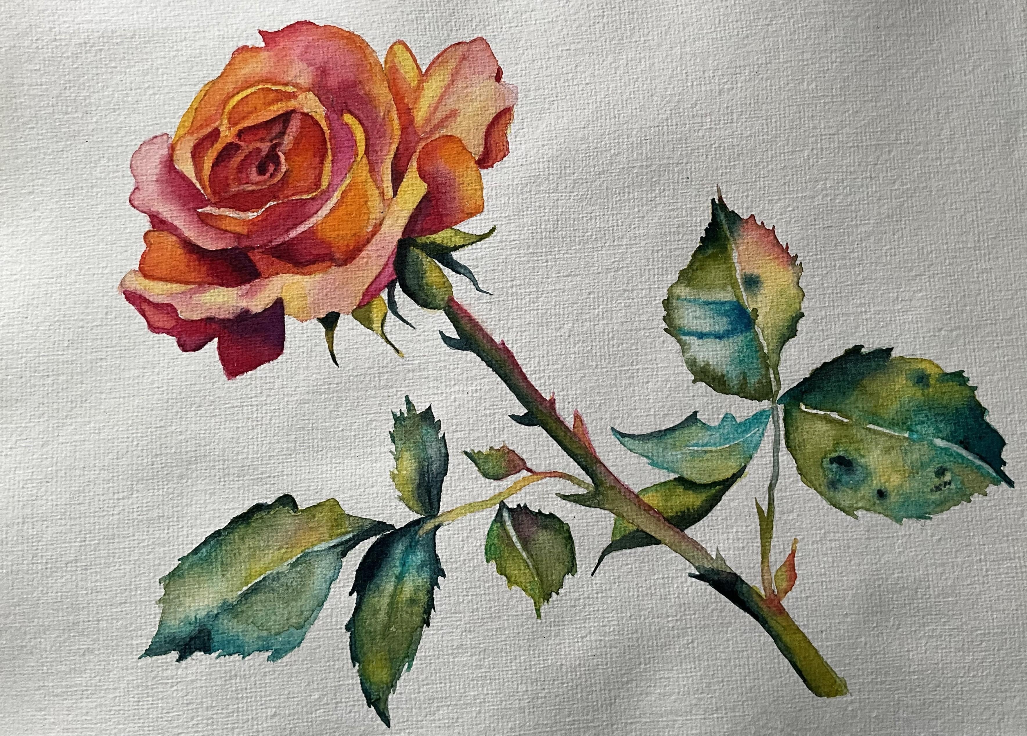 Gail's Rose Painting - student project