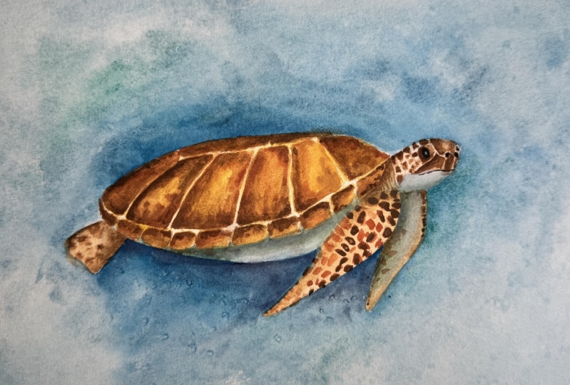 Turtle