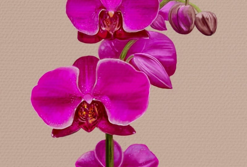 Orchids