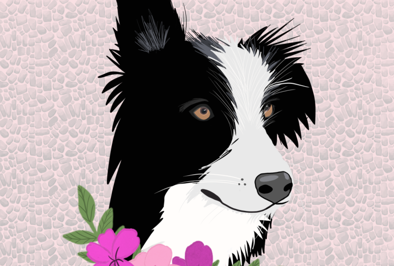 Border Collie