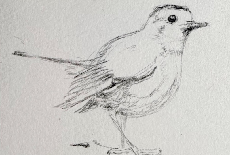 birds