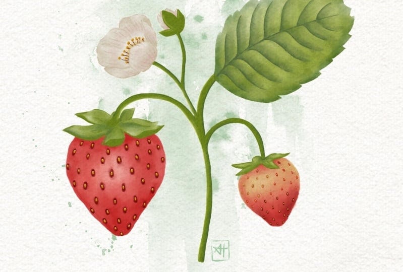 Watercolor Strawberry Project