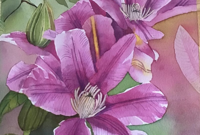 Clematis
