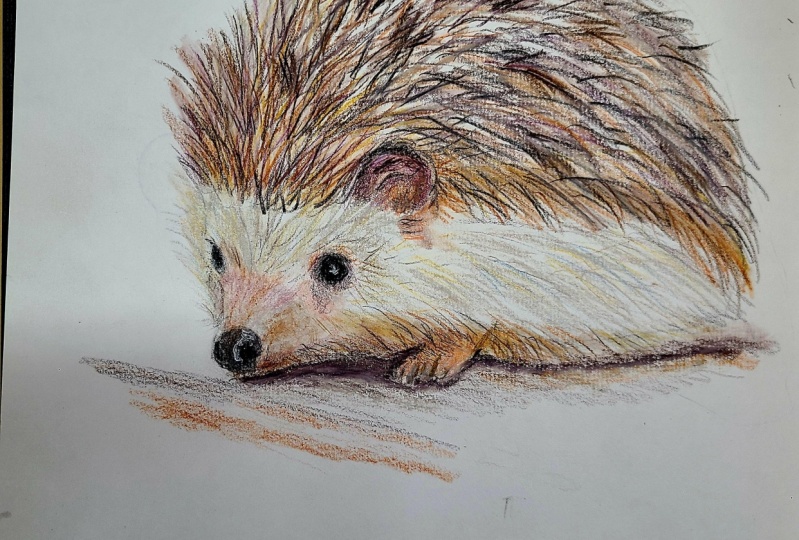 Hedgehog