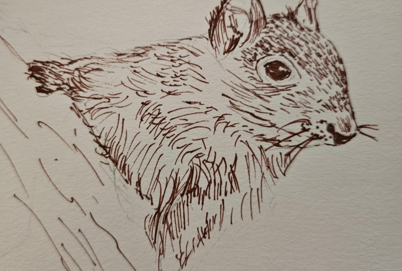 Ink squirrel