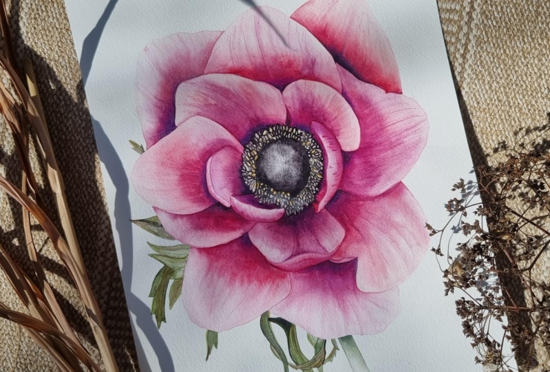 Anemone