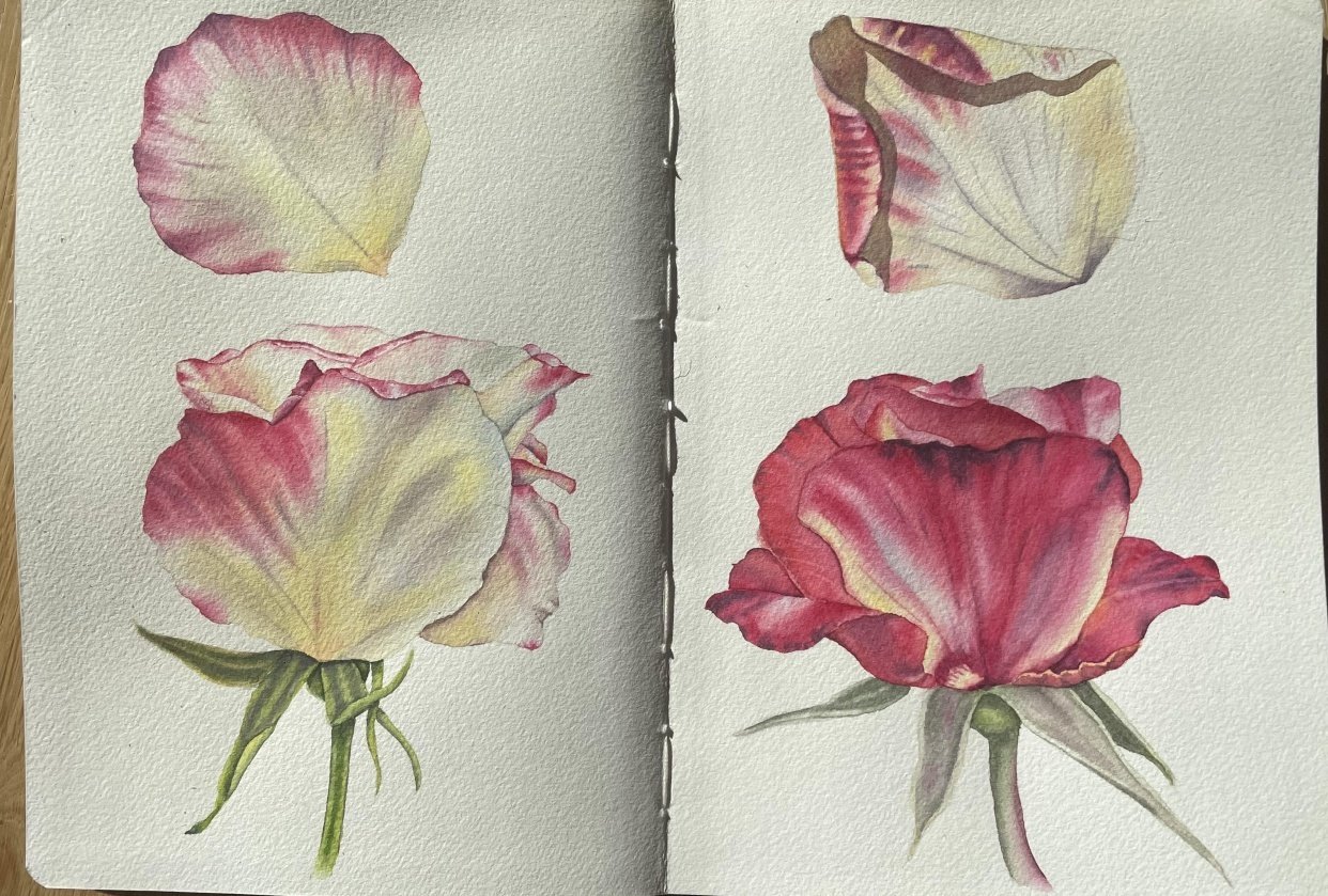 Realistic roses in watercolour - student project