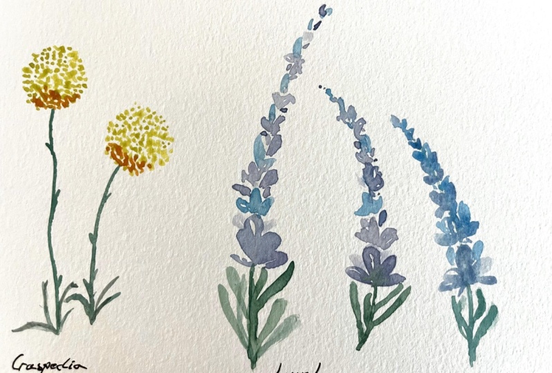 Flores